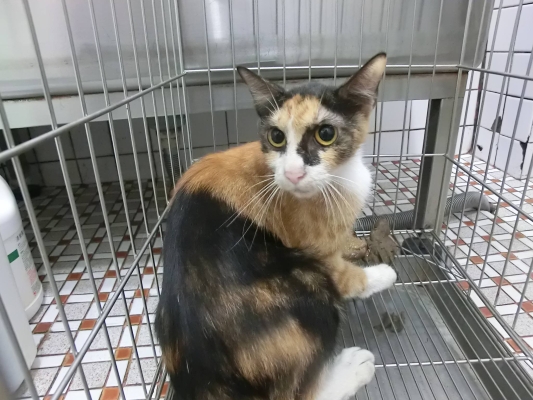 赤峰松山區(qū)貓狗市場電話號(hào)碼-第1張圖片