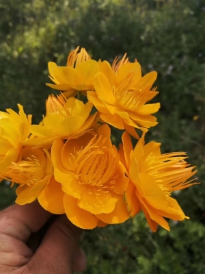 赤峰解憂(yōu)花鋪電話(huà)號(hào)碼查詢(xún)是多少-第1張圖片