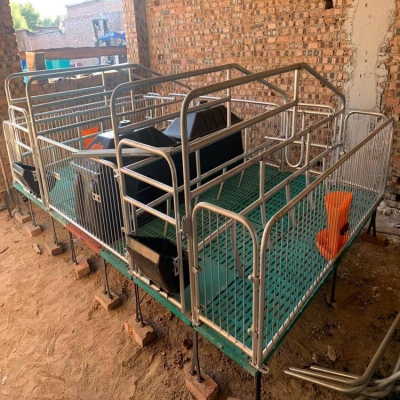 赤峰母豬廠家電話號(hào)碼查詢-第1張圖片