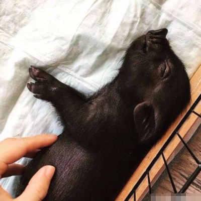 赤峰寵物豬店電話多少號-第1張圖片