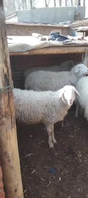 赤峰松山區(qū)牛骨頭店電話是多少-第1張圖片