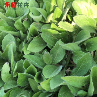 赤峰黑心菊杯苗商家電話-第1張圖片