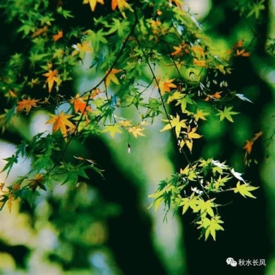 赤峰白柳購物中心電話號(hào)碼-第1張圖片