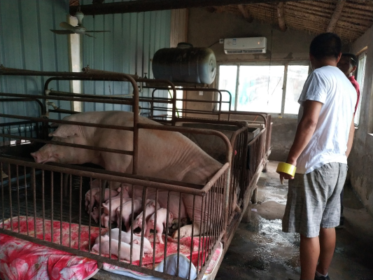 赤峰農村養(yǎng)豬場電話號碼多少-第1張圖片