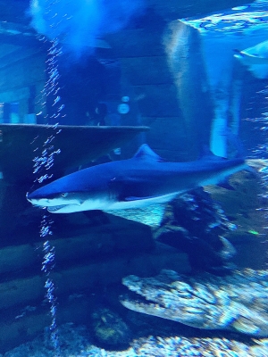 赤峰眾聯(lián)海洋生物館電話號(hào)碼-第1張圖片