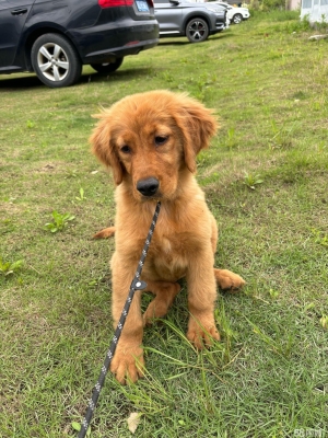 赤峰狗糧同城配送電話地址查詢-第1張圖片