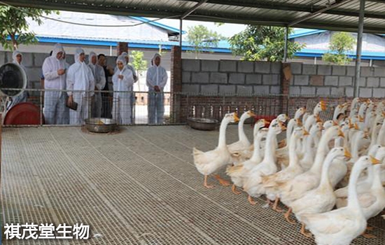 赤峰賣(mài)大種鵝肉的地方電話號(hào)碼-第1張圖片