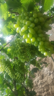 赤峰元寶山媽媽禮服店電話號碼-第1張圖片