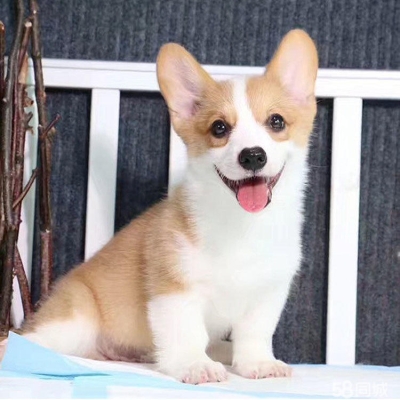 赤峰宏偉犬舍電話號碼多少號-第1張圖片