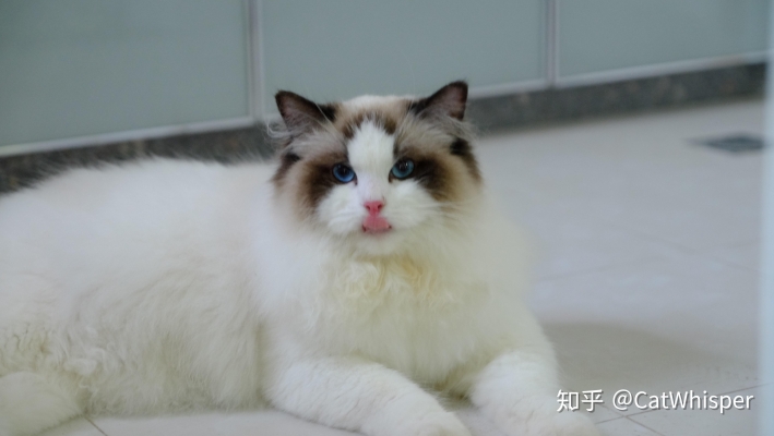 赤峰半塘貓舍電話號(hào)碼多少-第1張圖片