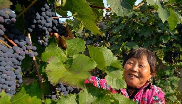 赤峰葡萄園采摘園電話號碼查詢-第1張圖片