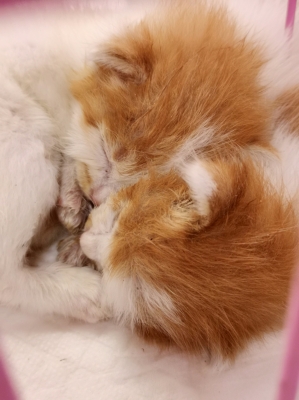 寵物救助站赤峰電話多少號(hào)-第1張圖片