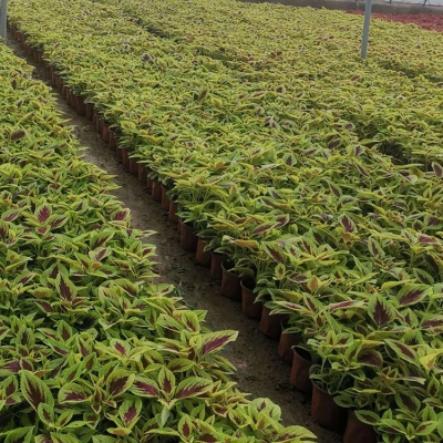 赤峰彩葉草植株批發(fā)電話號碼-第1張圖片