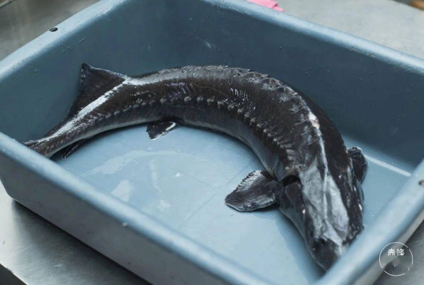 赤峰整體魚缸批發(fā)電話多少號-第1張圖片