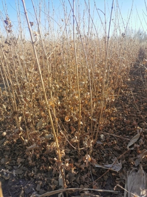 赤峰元寶楓苗木基地電話號(hào)碼-第1張圖片