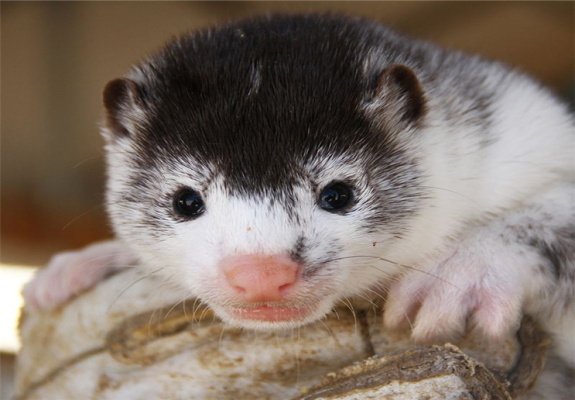 赤峰水貂養(yǎng)殖廠電話多少號-第1張圖片