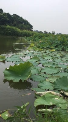 赤峰八家大橋釣魚地點(diǎn)電話號碼-第1張圖片