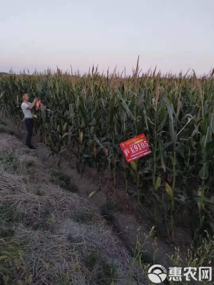 赤峰包谷種子批發(fā)廠家電話號(hào)碼-第1張圖片