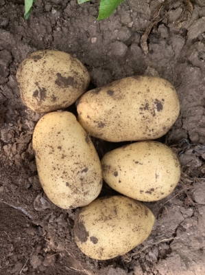 赤峰喀喇沁寵物市場電話號碼-第1張圖片