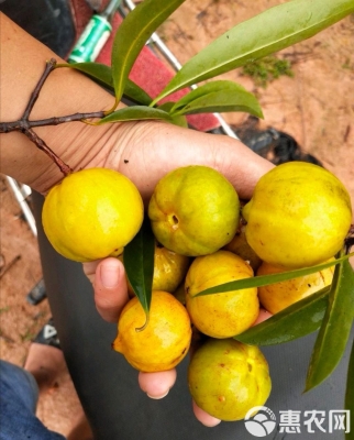 赤峰山竹批發(fā)電話號(hào)碼多少-第1張圖片