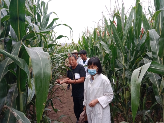 赤峰收玉米廠家聯(lián)系電話號(hào)碼-第1張圖片