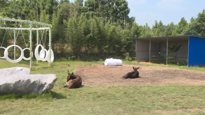 赤峰萌寵基地在哪里啊電話號碼-第1張圖片