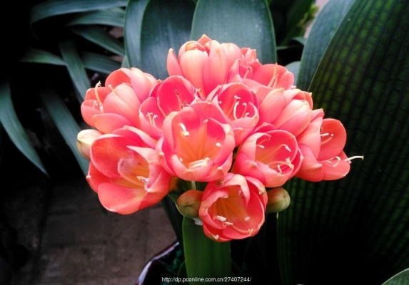 赤峰花卉買賣平臺(tái)電話號(hào)碼查詢-第1張圖片