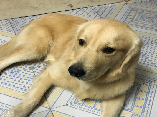 赤峰閑置狗籠廠家電話地址查詢-第1張圖片