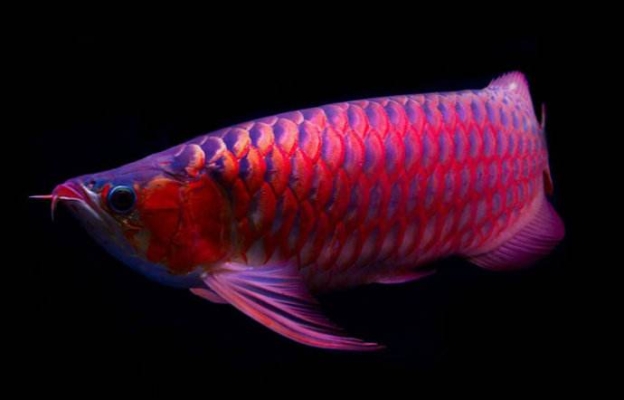 赤峰觀賞魚地址查詢電話號碼-第1張圖片