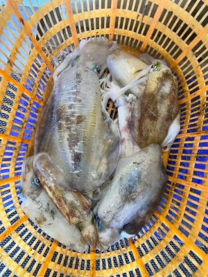 赤峰市海魚專賣店電話號碼-第1張圖片