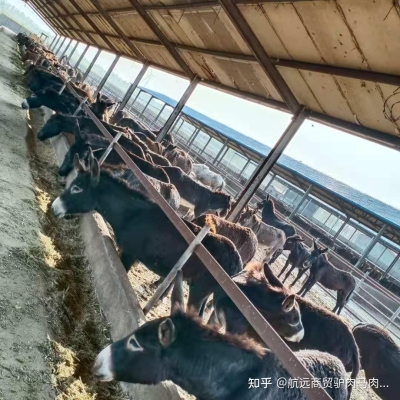 赤峰市鮮驢肉批發(fā)電話號(hào)碼-第1張圖片