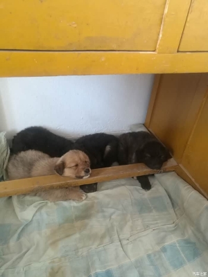 赤峰狗狗之家電話多少號啊-第1張圖片