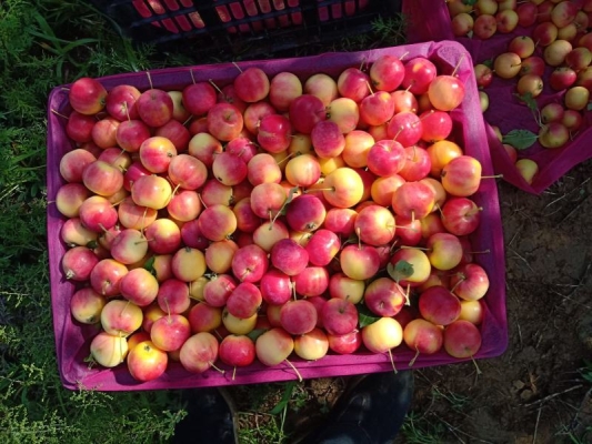 內(nèi)蒙古赤峰水果倉儲店電話號碼-第1張圖片