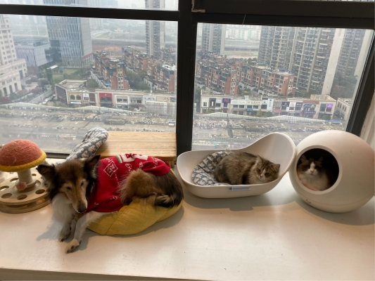 赤峰室內(nèi)萌寵樂(lè)園地址電話(huà)是多少-第1張圖片