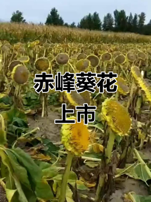 赤峰葵花籽生產(chǎn)地址電話號(hào)碼-第1張圖片