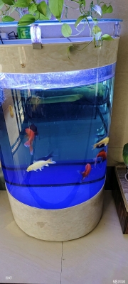 赤峰二手小魚缸回收電話號(hào)碼-第1張圖片