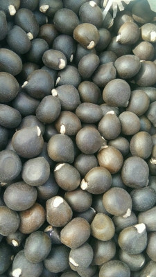 赤峰桃汁批發(fā)電話號碼多少-第1張圖片