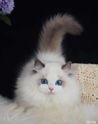 赤峰三道街寵物市場電話號碼-第1張圖片