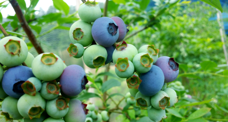 赤峰木森水果采摘電話是多少號-第1張圖片