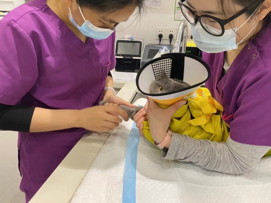 赤峰關(guān)愛寵物電話號(hào)碼是多少號(hào)-第1張圖片