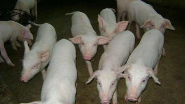 赤峰市育肥豬場(chǎng)電話地址查詢-第1張圖片