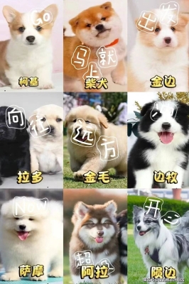 赤峰賣貓咪的寵物店電話號碼-第1張圖片