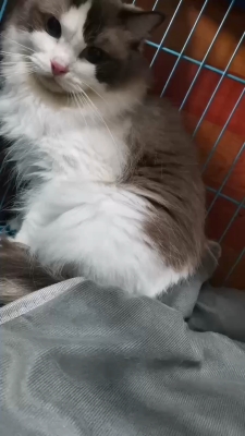 內(nèi)蒙古赤峰領(lǐng)養(yǎng)貓電話號(hào)碼-第1張圖片