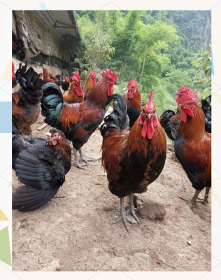 赤峰有出售雞苗的電話嗎多少錢-第1張圖片