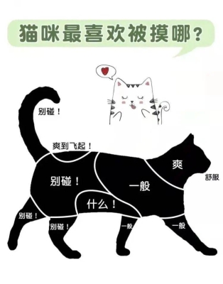 赤峰哪塊有貓市場(chǎng)啊電話地址-第1張圖片