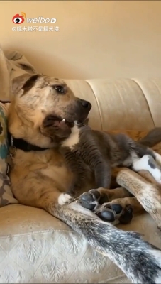 赤峰萌寵聯(lián)盟官網(wǎng)電話地址查詢-第1張圖片