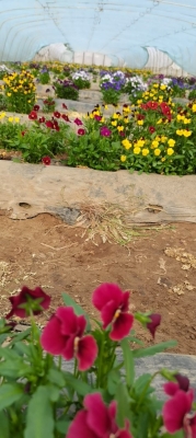 赤峰盤飾鮮花店電話地址查詢-第1張圖片