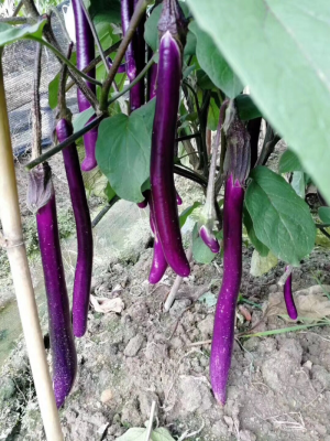 赤峰圓茄苗定購電話號碼查詢-第1張圖片