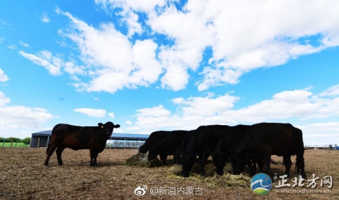 赤峰養(yǎng)牛場(chǎng)聯(lián)系電話查詢地址-第1張圖片