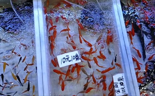 赤峰市批發(fā)觀賞魚(yú)電話號(hào)碼-第1張圖片